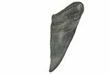 Partial Fossil Megalodon Tooth - South Carolina #370024-1